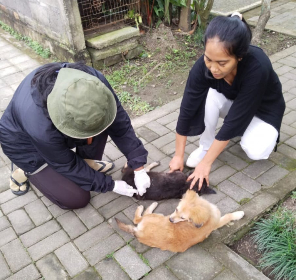 Giat vaksin rabies dari Dinas Peternakan dan Pangan Kabupaten Badung di lingk. Gede dan Lingk.Batanasem Kelurahan Sempidi